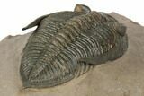 Detailed Zlichovaspis Trilobite - Morocco #189996-4